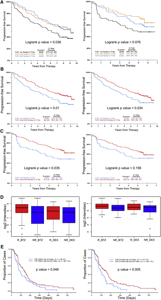Tight Junction Protein 1 Modulates Proteasome Capacity and Proteasome ...